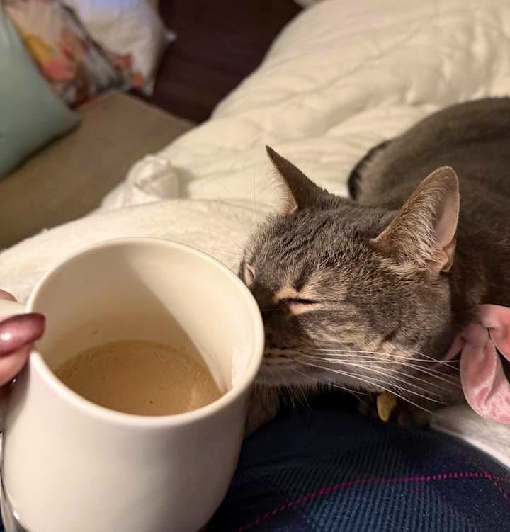 My wife shared this photo of our Merry cat enjoying the aroma of coffee this morning. A sweet #Caturday treat! 

#CatsOfTwitter