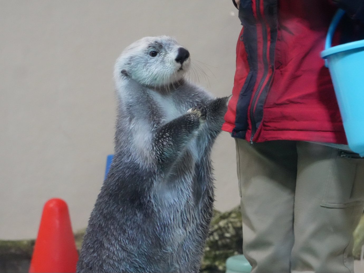 アクアもすらॱ˙ॱᐧ.˳˳.⋅ઇଓ on X: 