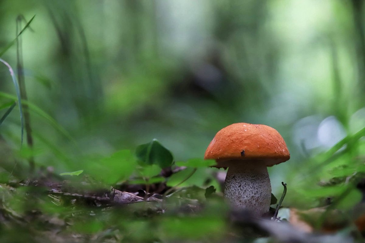 Vidmantas Karpis (@karpis315) on Twitter photo 