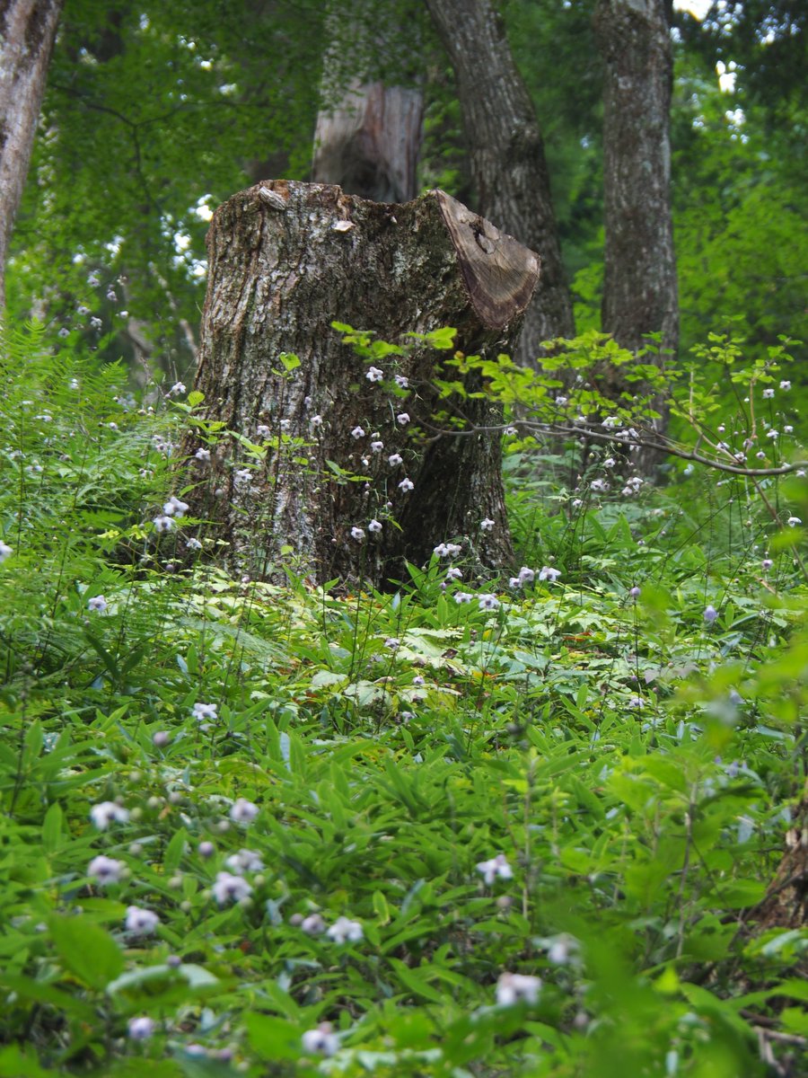 武蔵御嶽神社 tweet media