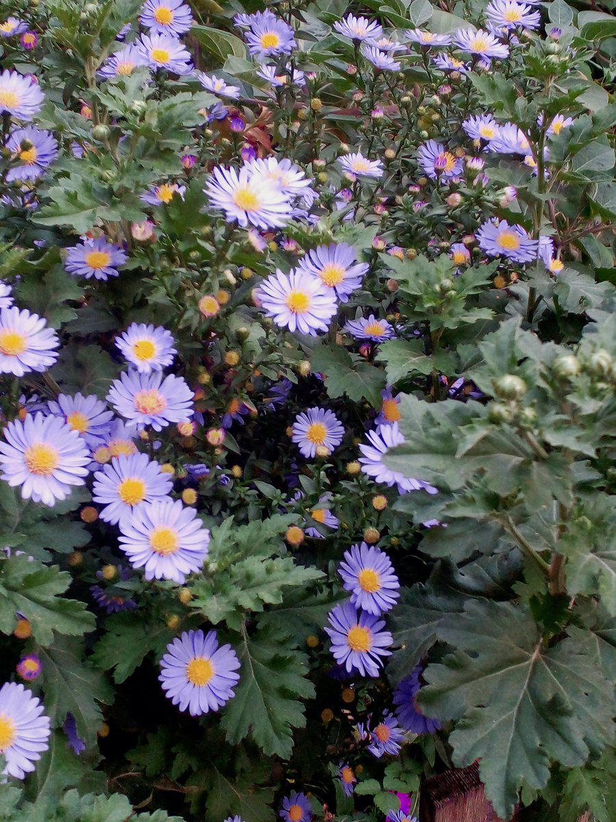 Катерина Галич tweet media