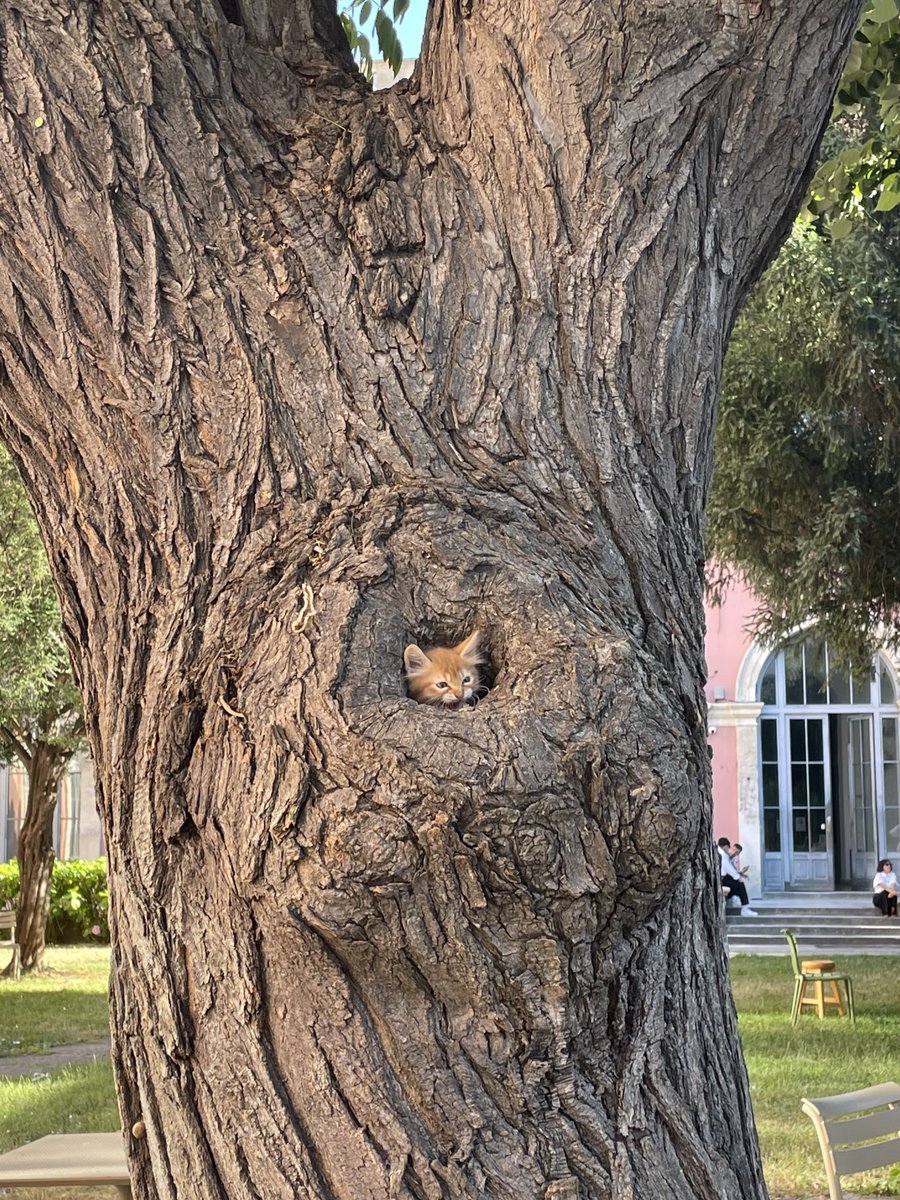 İstanbul Teknik Üniversitesi'nde ağaç kovuğuna giren minik kedi.