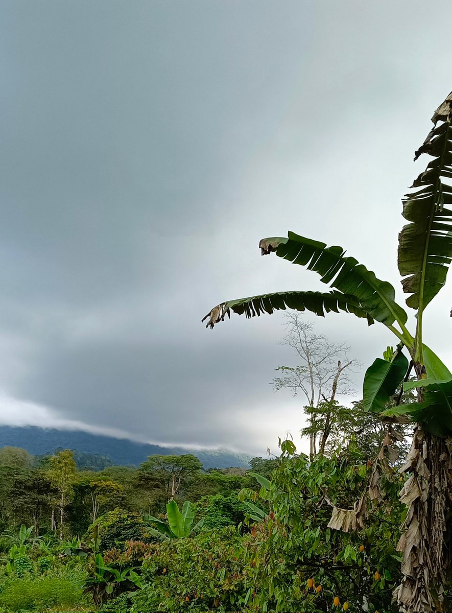 AbiluTangwa's tweet image. The Amazon rainforest absorbs 150-200B tons of CO2, but 17% is already deforested! Climate change + fires threaten to turn it into savanna by 2050. Act now to save Earth’s lungs! #ClimateChange #SaveAmazon #Deforestation