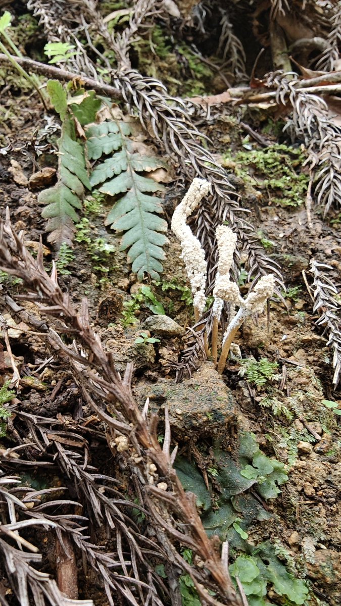 ツクツクボウシタケが満開。3年間で通算100本を観察したがツクツクボウシセミタケは見れない