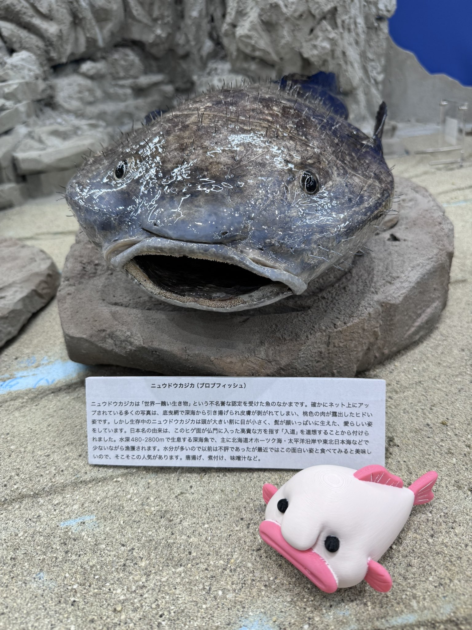 にゅうどうかじか ニュウドウカジカ「ニュウどん」 | あつまれ！おさかなの海