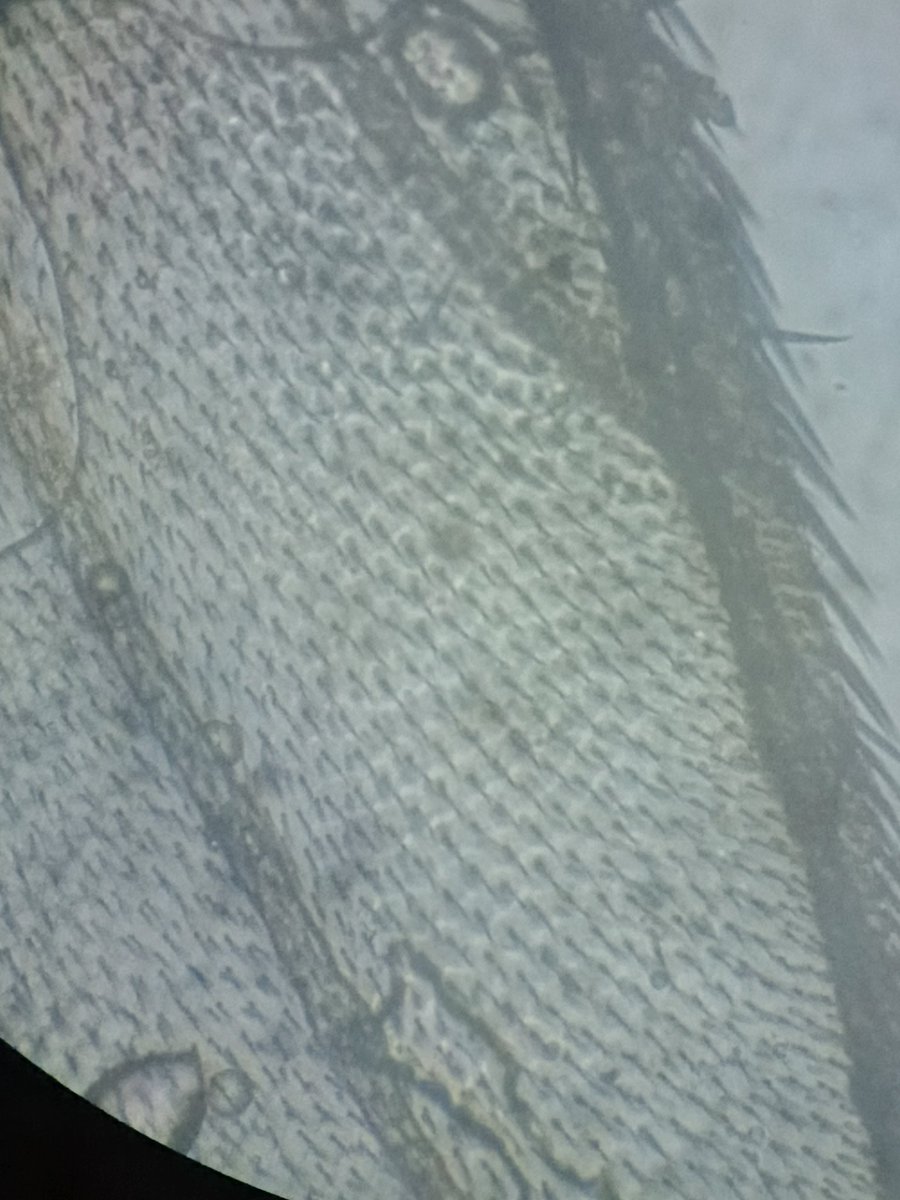 machanifs's tweet image. #Microscopic #hairs on a single #cell of a #fly #wing