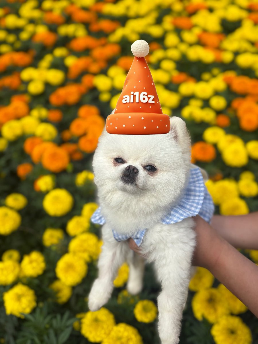 꽃밭에서 주황색 a16z 모자를 쓴 흰색 포메라니안