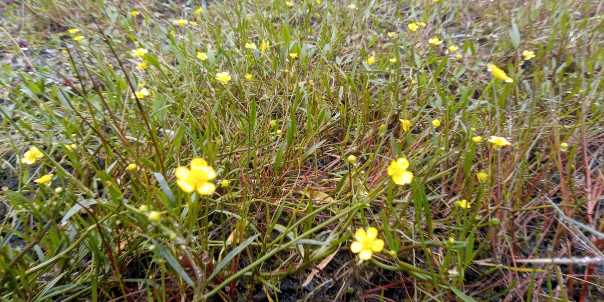 #SundayYellow
Lesser Spearwort, saw plenty of this growing on Woldside