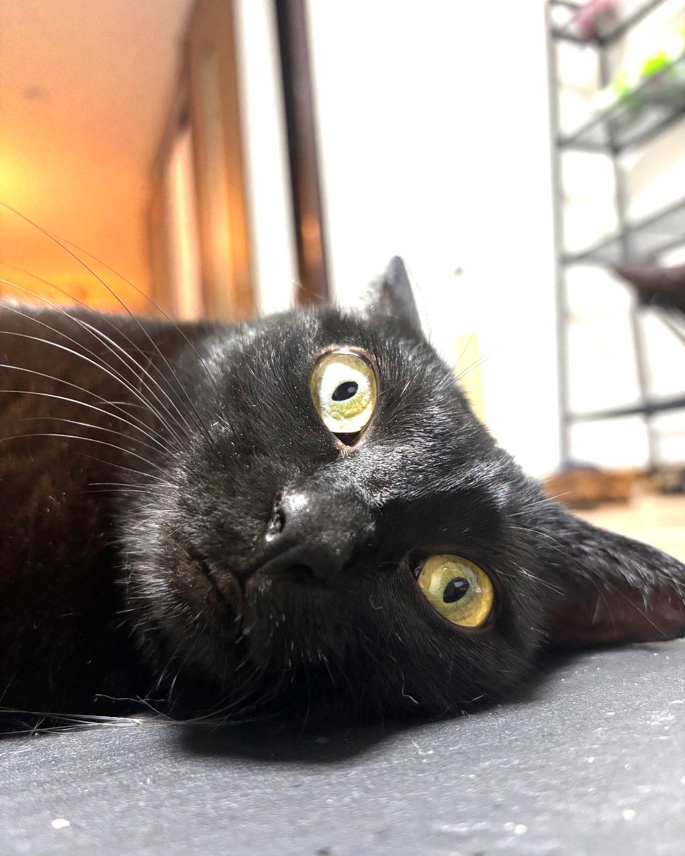 黒猫ページ 黒猫同盟 | Un chat noir | ビクターエンタテインメント