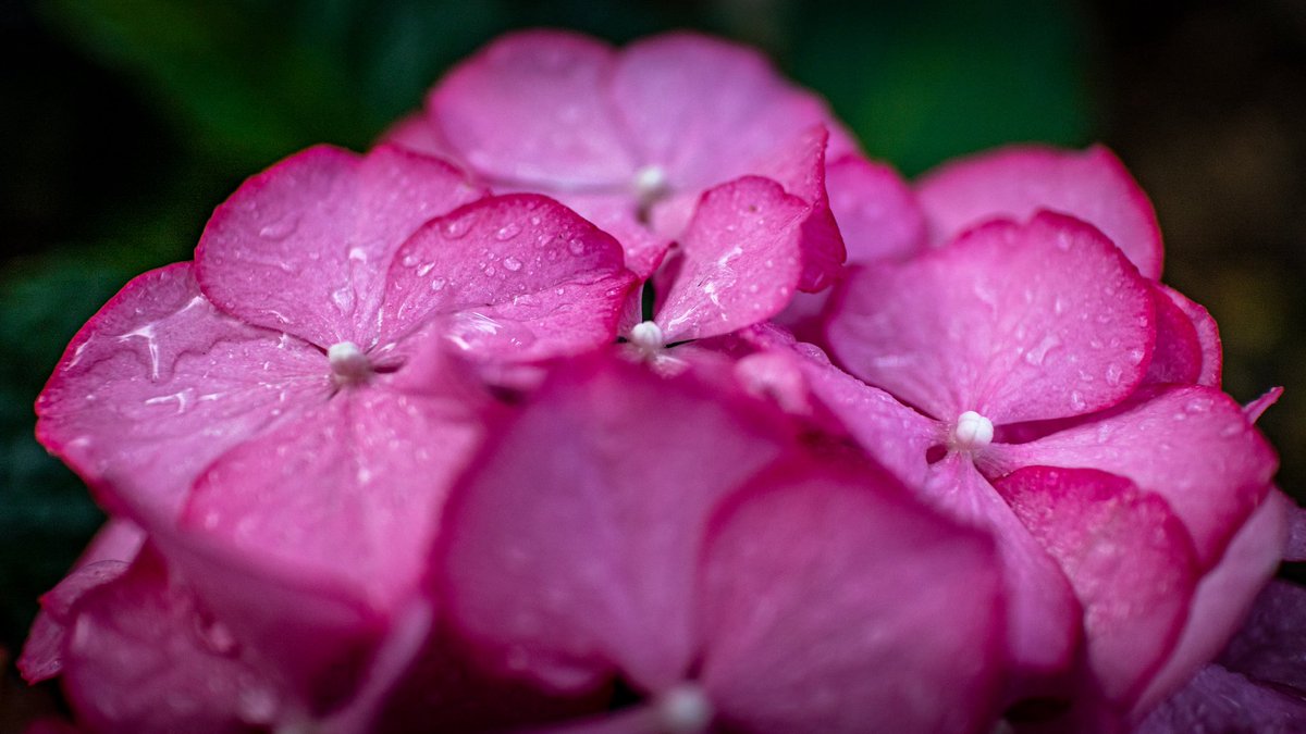 Brrrrrr... 7 Grad! Ist das kalt und feucht heute 🥶 Habt ihr im Bett auch so gefroren? 🫣

Guten Morgen ihr Lieben zum vorletzten Sonntag in diesem kühlen Sommer 👋 Macht euch ein heißes Getränk, warme Gedanken und genießt einen sonnigen Tag ☕️☀️

📷 #goodmorning #drops #flowers