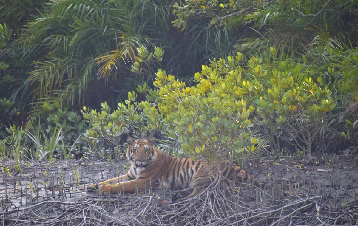 BhadPunyasloke's tweet image. Do you work on benthic fauna? If so, submit abstract to attend and present your work at @19imco in Kolkata, India. Also get a chance to explore Sundarbans mangrove, an UNESCO World Heritage Site and snowy mountain peaks of the Eastern Himalaya. 
19imco.com