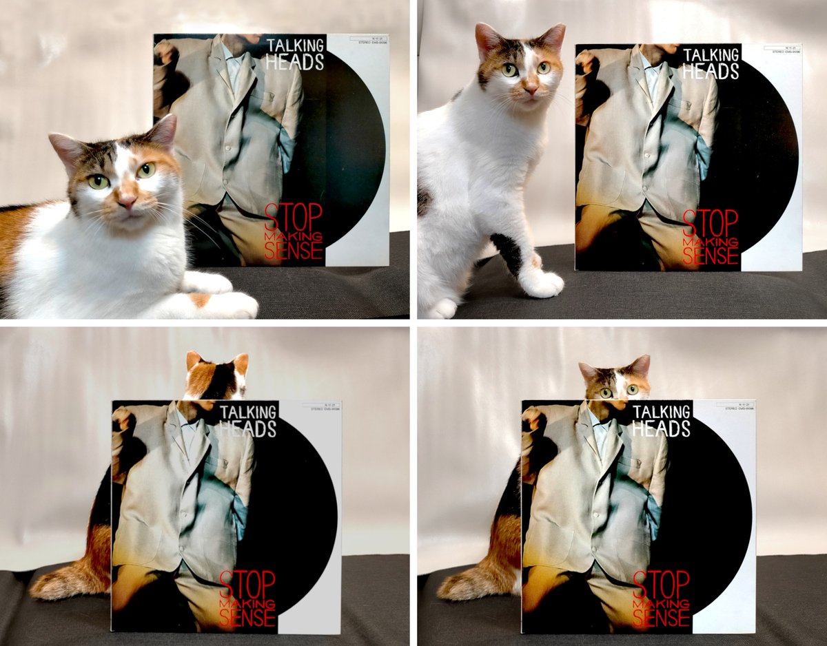 #猫とレコード
今週のアウトテイク

トーキング・ヘッズと三毛猫ひな
左上：デヴィッド・バーンの顔が猫なら面白いかも？
右上：ひな、裏に回って〜！
左下：いいね、こっち向いて！
右下：あぁ……惜しい……

結局、力尽きました。
来週もネコに遊んでもらいます🐾

#三毛猫
