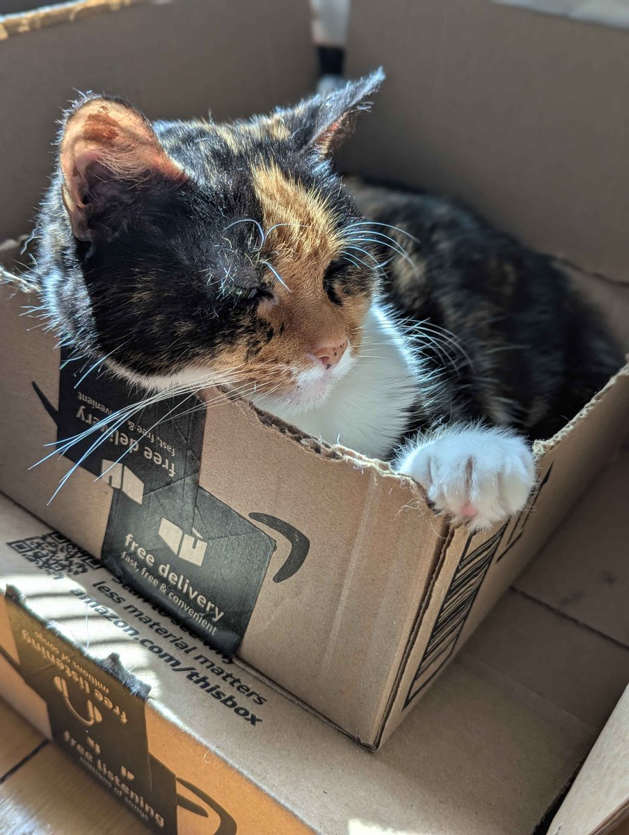 tyler (@tyleravax) on Twitter photo kitty in a box ๐ฆ kitty in a box ๐ฆ