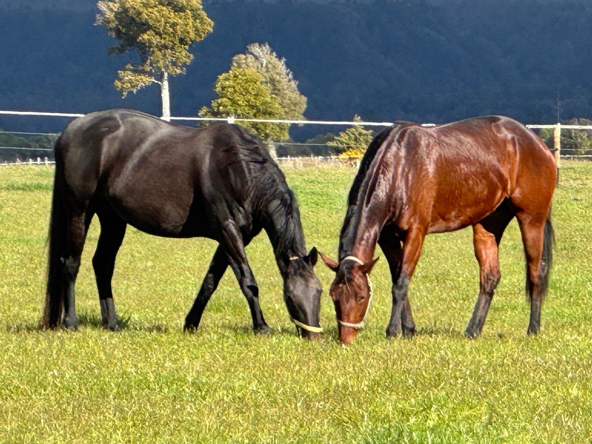 Ultimate Breeding tweet media