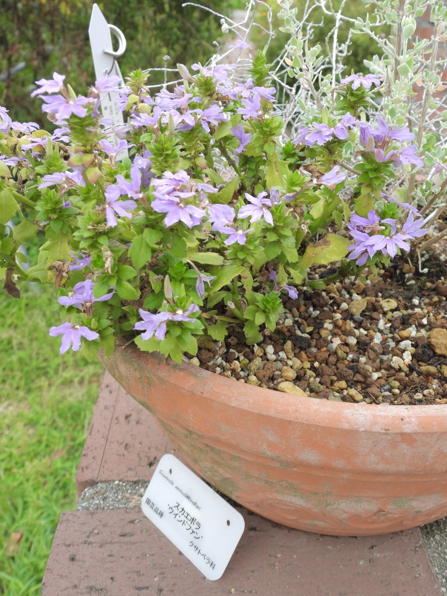 以前もご紹介した「情報量多め」の一鉢。

今はこんな感じです（＾＾）

#京都府立植物園