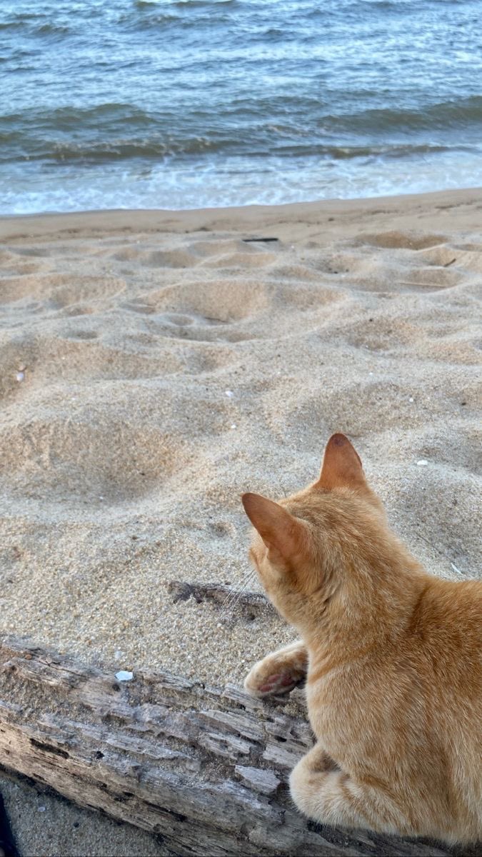 RXtZNdeTf2brS34's tweet photo. #CelsoFonseca🇧🇷
暑中お見舞い申し上げます🥵🔥💦
Celso Fonseca - Rio56
🎧 https://t.co/lievsiz3jL https://t.co/dIvSTJf5gW