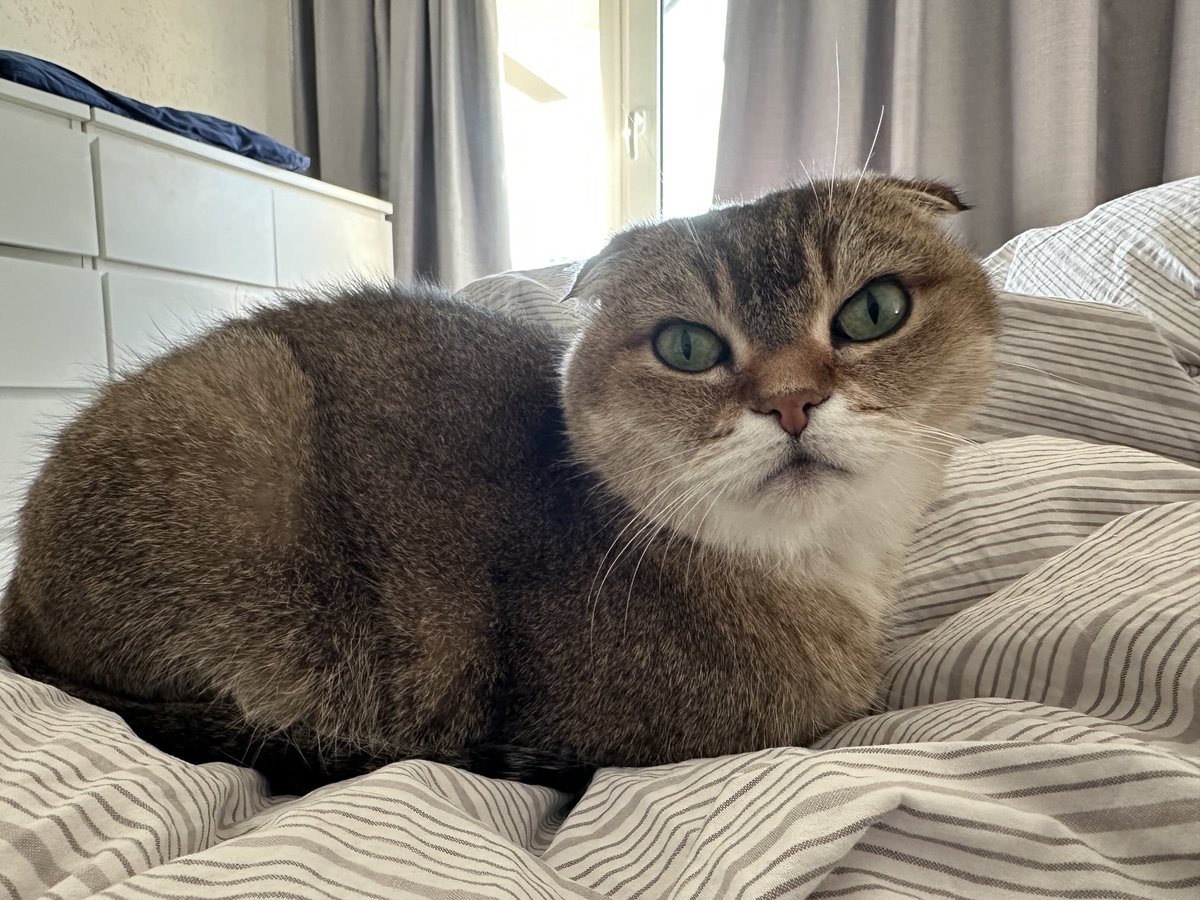 Surprise loafcheck!!! All paws tucked in. It’s a 💯😊