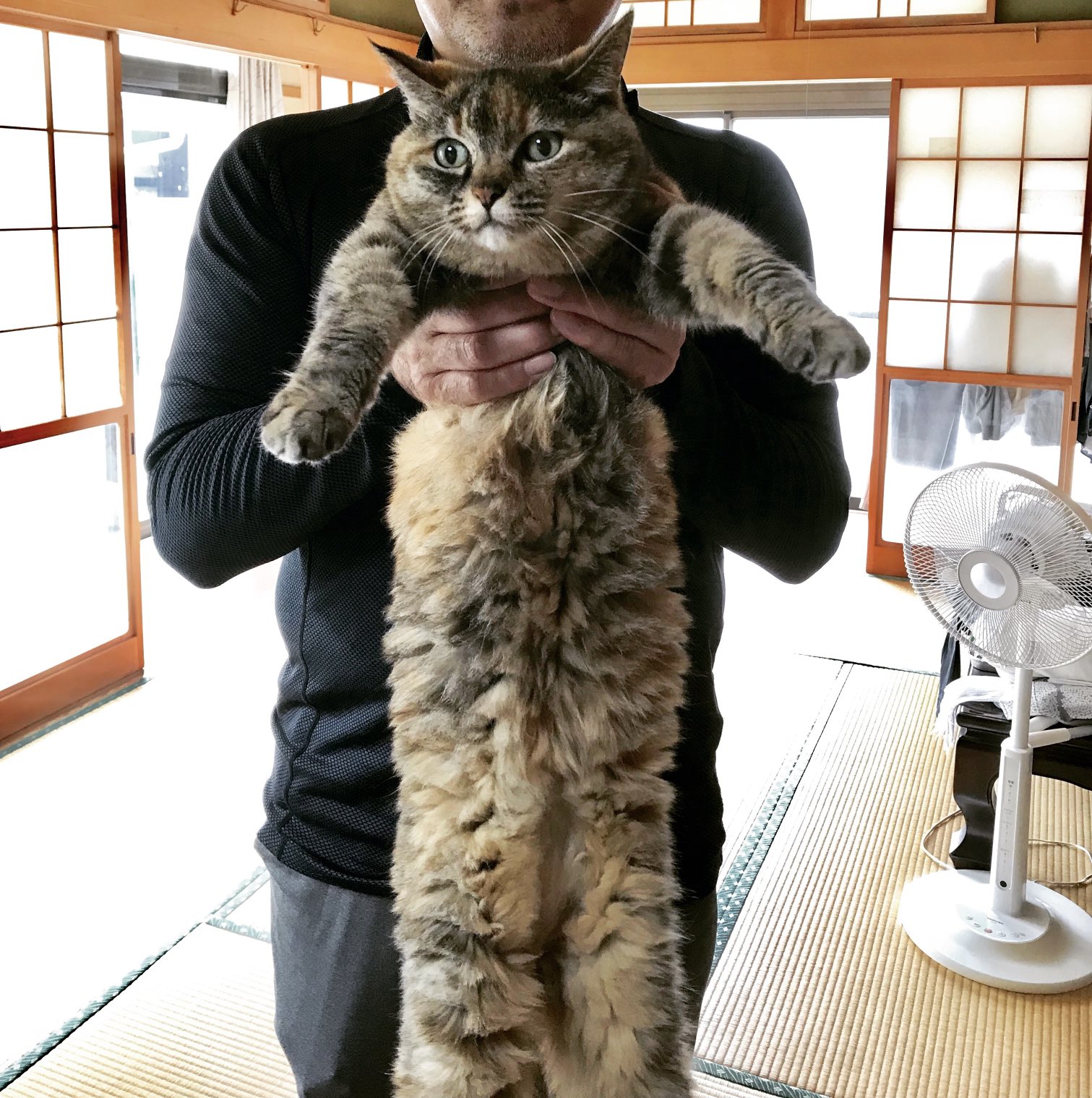 ねこ先輩 on X: 