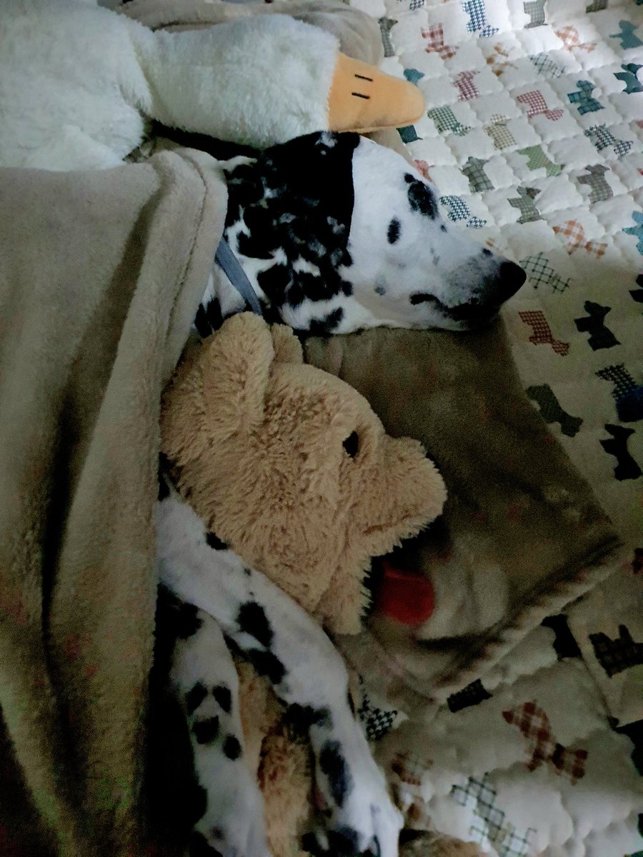 트친 이모 삼촌 함모니 하라부지 언니 오빠❤️아직 배가 아프고 강급하지만 매일 안와도 수치가 유지돼서 너무 다행이래요.
이대로 수치 좋아지고 밥도 잘
먹고 설사도 멎으면 비록 다리
근육이 많이 빠지고 숨이차 잘 걷진 못하지만 저 다시 예전처
럼 천천히 산책도 다닐 수 있지 않을까요?화이팅🍀👍