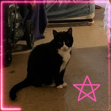 PeterAskin1's tweet photo. Owner thrown out on the street
& to NYC ACC went "Dudley" so sweet
& we now send out an urgent tweet!
This dear girl of mature years
needs love & rescue to calm her fears!
Adopt if in old #NewYork town
or pledge for rescue don't let her down!
Tag @Kimberlykokourt with pledges!
VERY URGENT! 🙏
https://t.co/kwBLyVX4To #nycacc #boroughbred