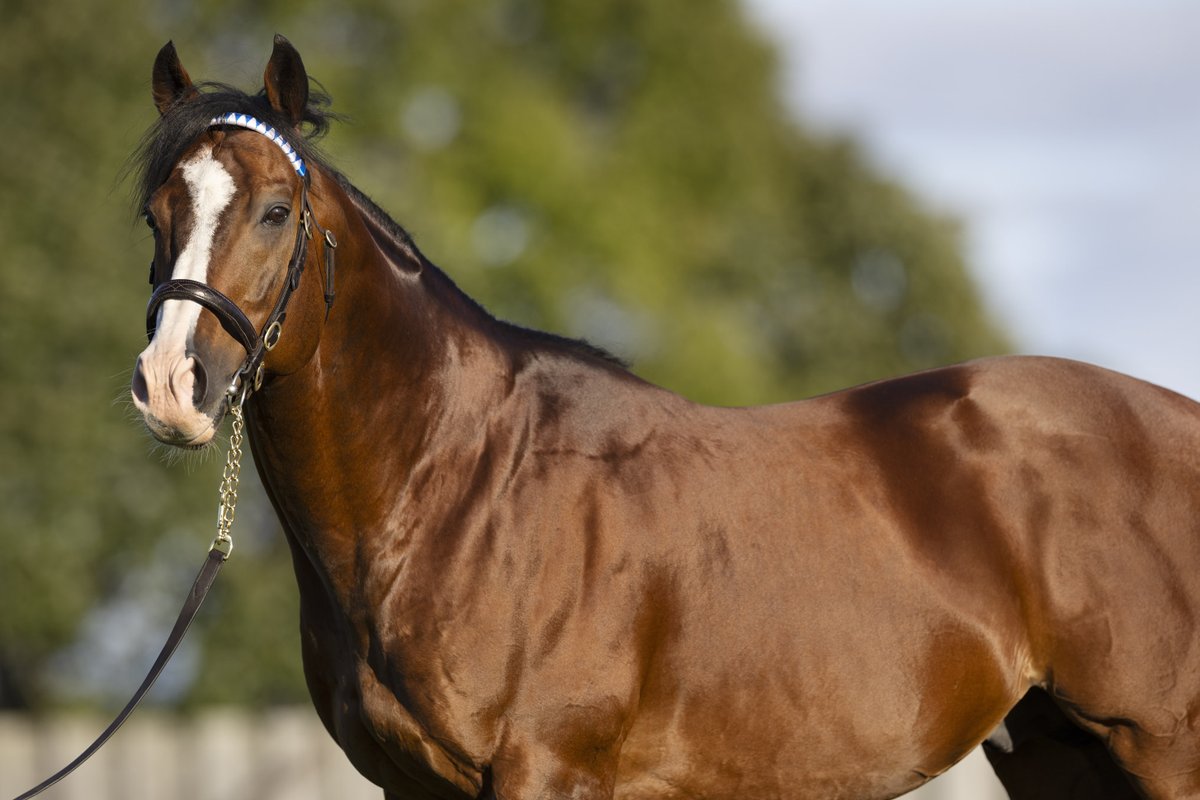 タワーオブロンドン 産駒がキーンランドカップ (G3) 制覇！ 8/24 (日