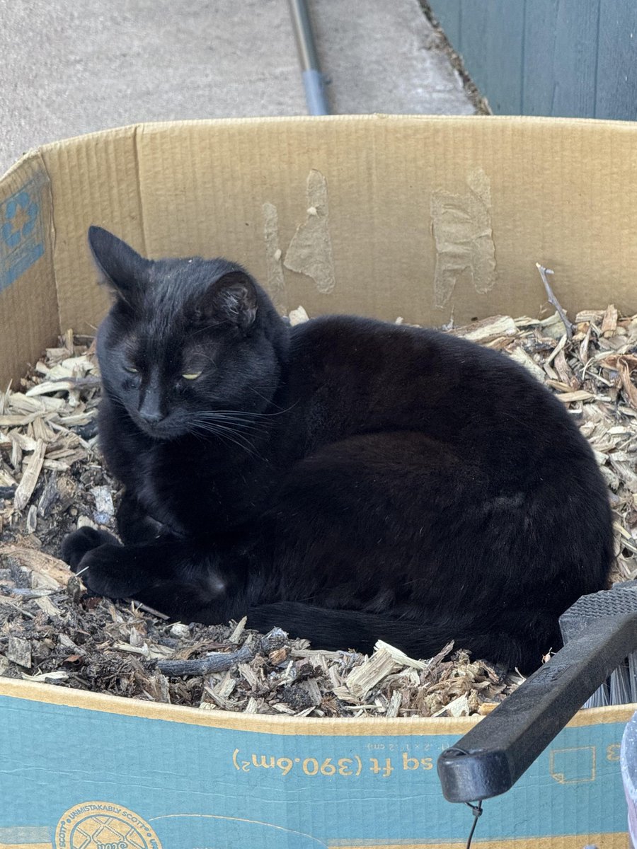 Paw-ductivity Manager (Mulch Division) [by TAKEMEOFFYOURLlST]
  
 #goodCat #love