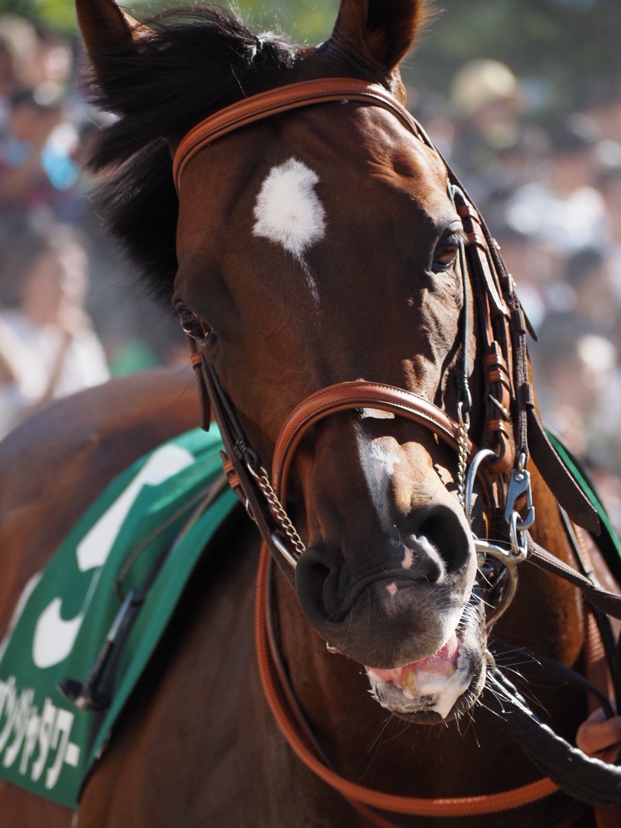 chestnut_Fs's tweet photo. パンジャタワー強かった！
おめでとうー✨

#札幌競馬場
#キーンランドカップ
#パンジャタワー
#松山弘平 騎手 https://t.co/xYInYE0QkL