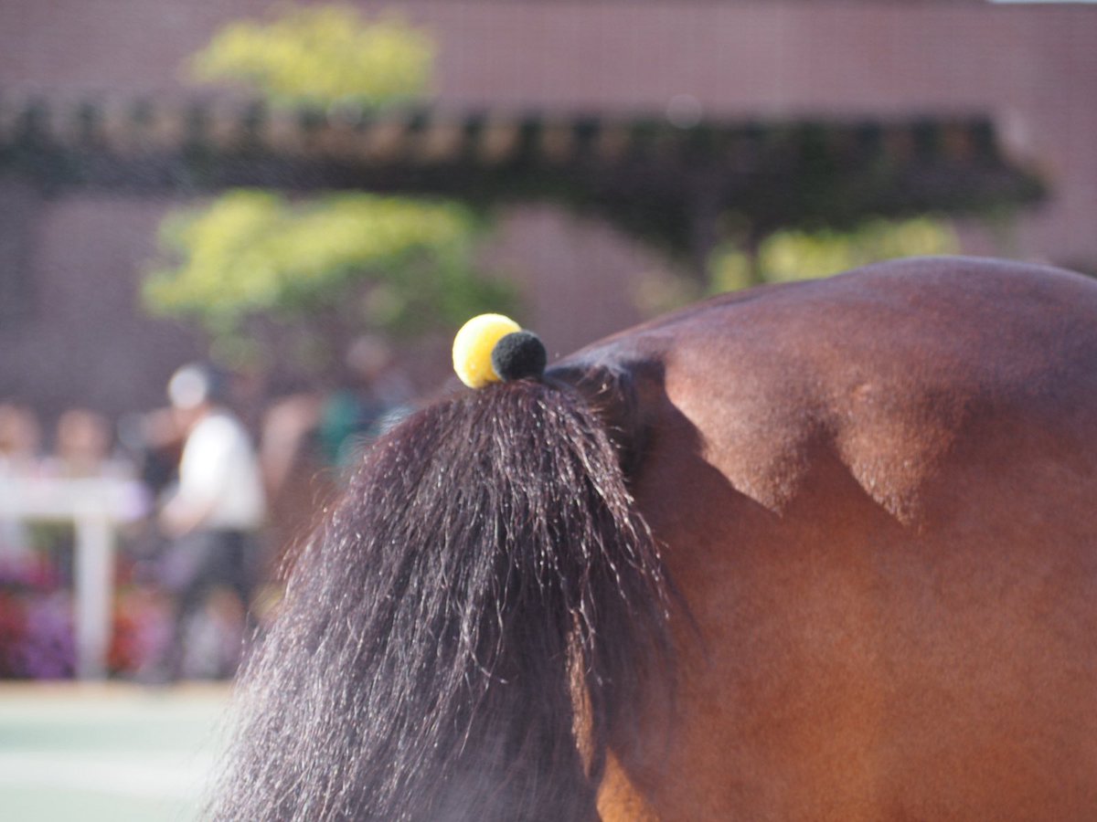 chestnut_Fs's tweet photo. パンジャタワー強かった！
おめでとうー✨

#札幌競馬場
#キーンランドカップ
#パンジャタワー
#松山弘平 騎手 https://t.co/xYInYE0QkL