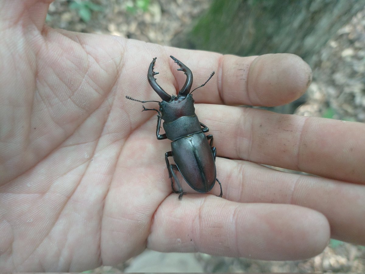 有害駆除回りのついでに裏山クヌギ蹴り。
まだノコギリは採れるね🤔
カブトはごっそり減っていても♀しかいない。