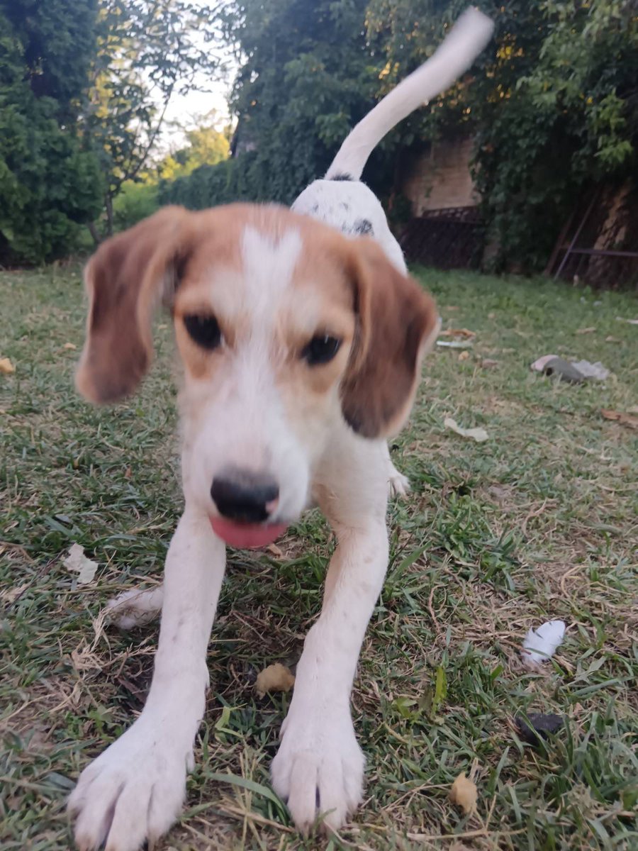 1pazovackeSape's tweet photo. 🌿 Izgubljena u šumi, pronađena u nevolji 🌿
Serum je tek petomesečna devojčica, nežna duša koja je sama lutala šumom. Nije znala gde joj je dom, niti da li će ikada osetiti toplinu ruke koja će je pomaziti. 🍃💔

Danas je bezbedna, oči joj sijaju od radosti, a repić nikad ne staje od mahanja. Dobila je dve vakcine, treća je uskoro čeka – spremna je za novi početak. 🐾💖

Serum ne traži mnogo – samo dom u kome će biti voljena, sigurna i nikada više sama. Ako vam srce kaže da baš nju pozovete u svoj život, javite se. Ona će vam uzvratiti najlepšim darom – čistom i beskrajnom ljubavlju. 🏡✨