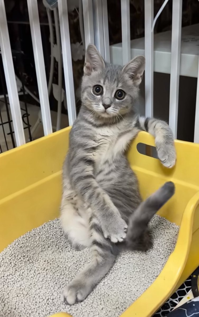 Imran🛸(Q,Q)(Ø,G) (@rainer__r) on Twitter photo Me staring at $TAO mining activities.
Gm folks Me staring at $TAO mining activities.
Gm folks