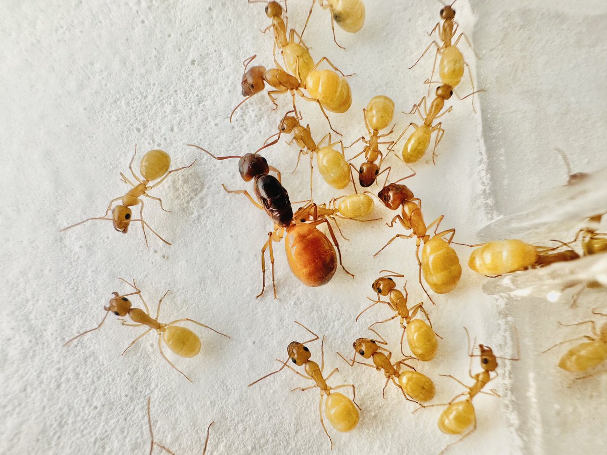 🐜アリかわいがり隊🐜 tweet media