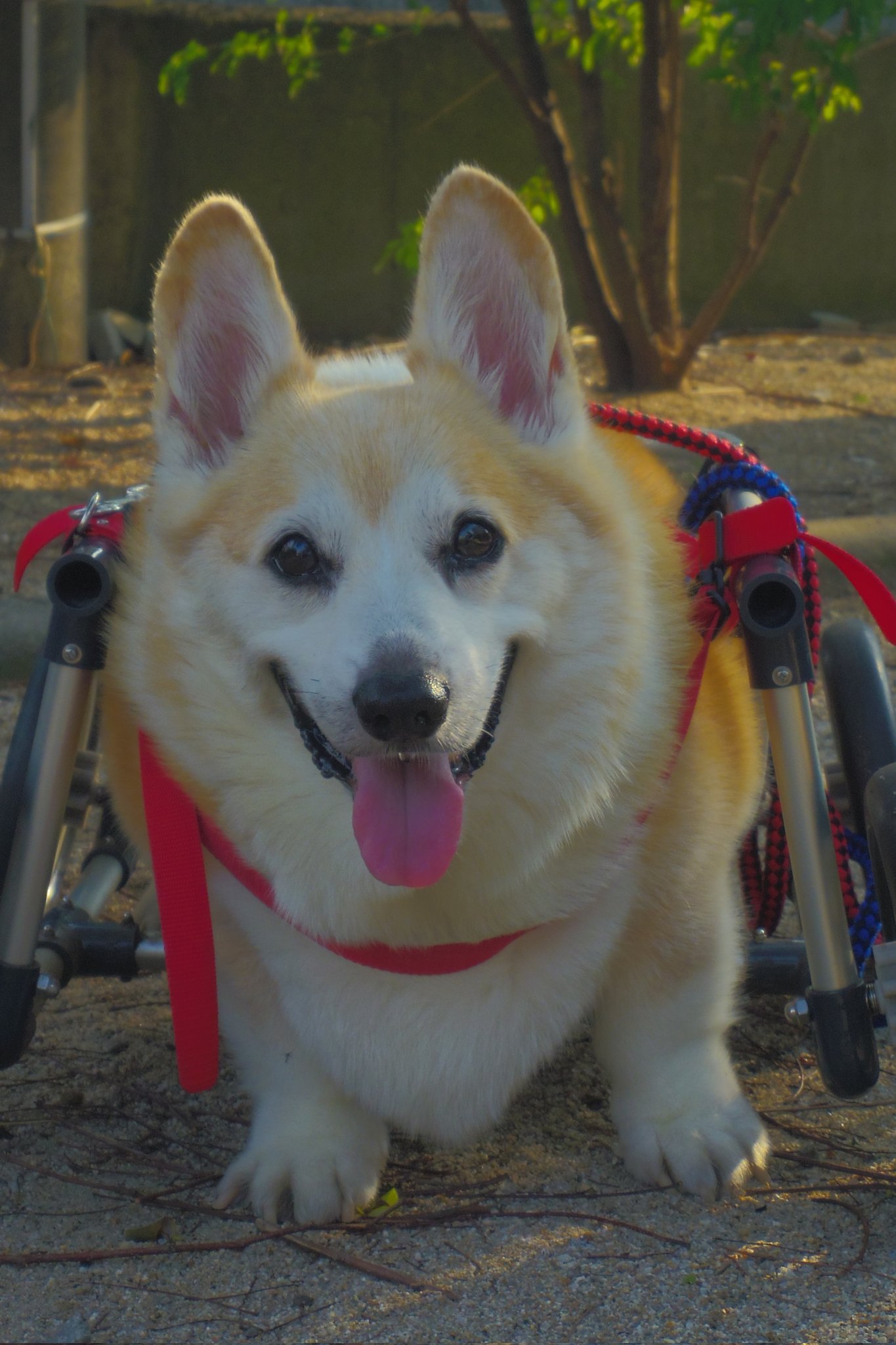 CORGI コーギー 100周年 フライトコレクション ライト兄弟