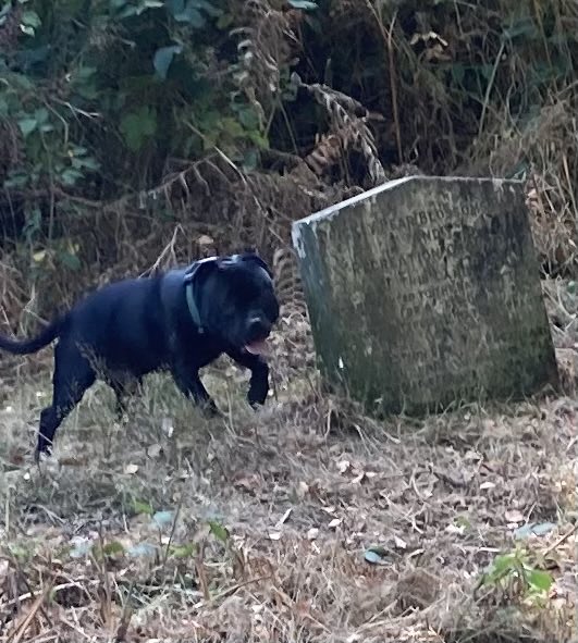 Always a pleasure whatever the weather 🌞💨🐾❤️ #dogs #dogsofx #terriers #staffies #pricklypear