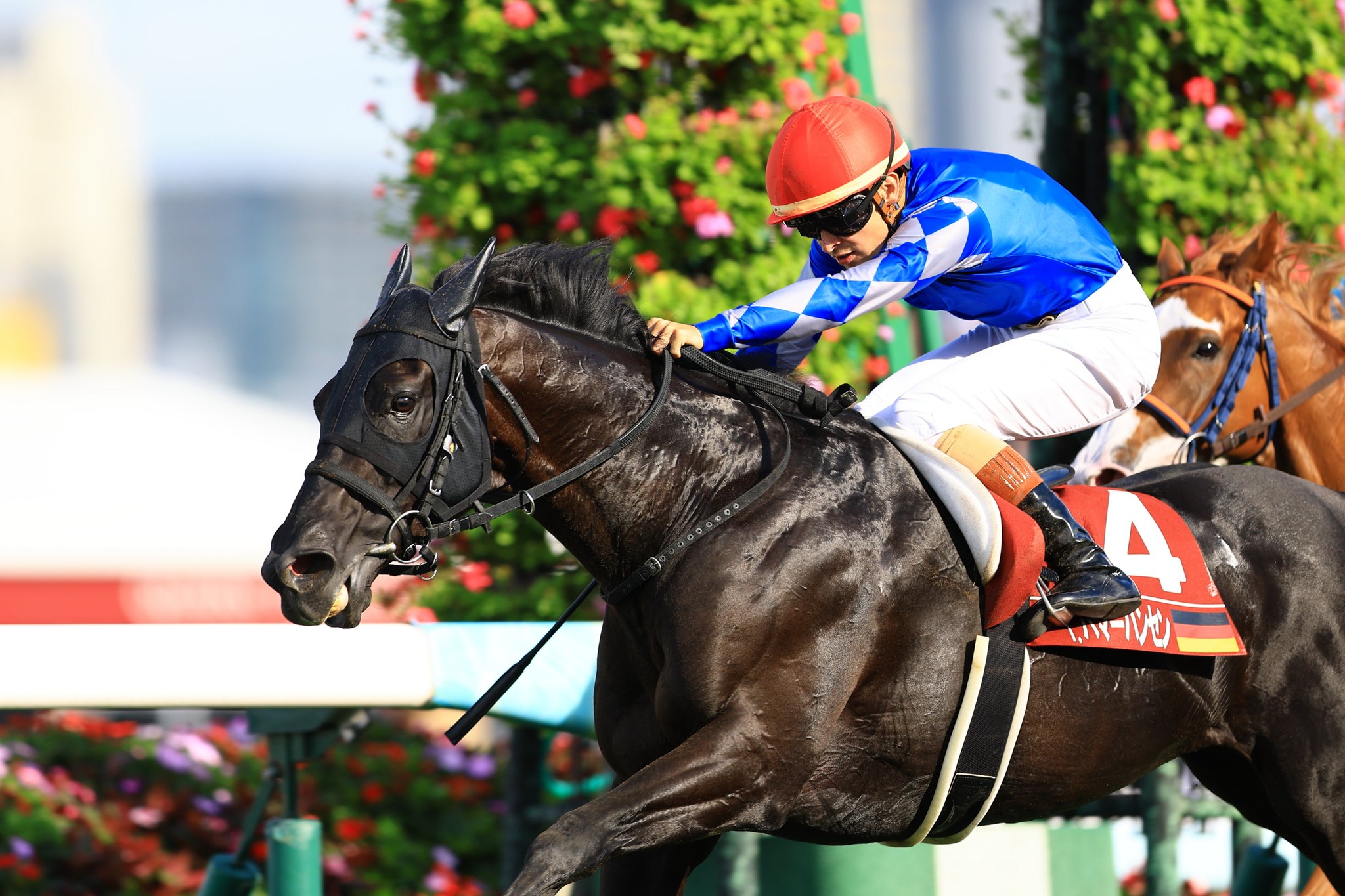 Idol Horse on X: 