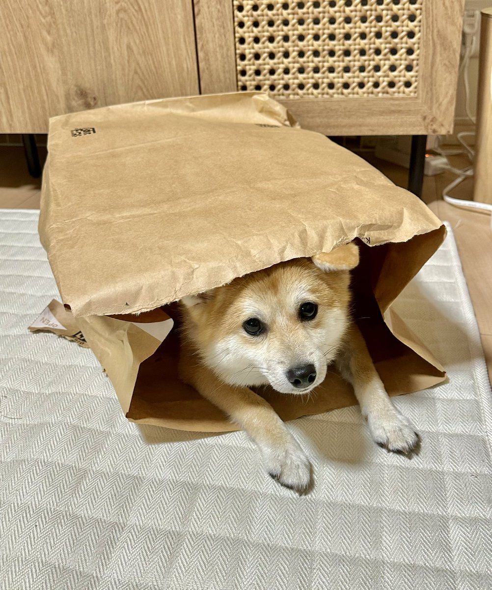 はなお (@hanao87_0) / Posts / X