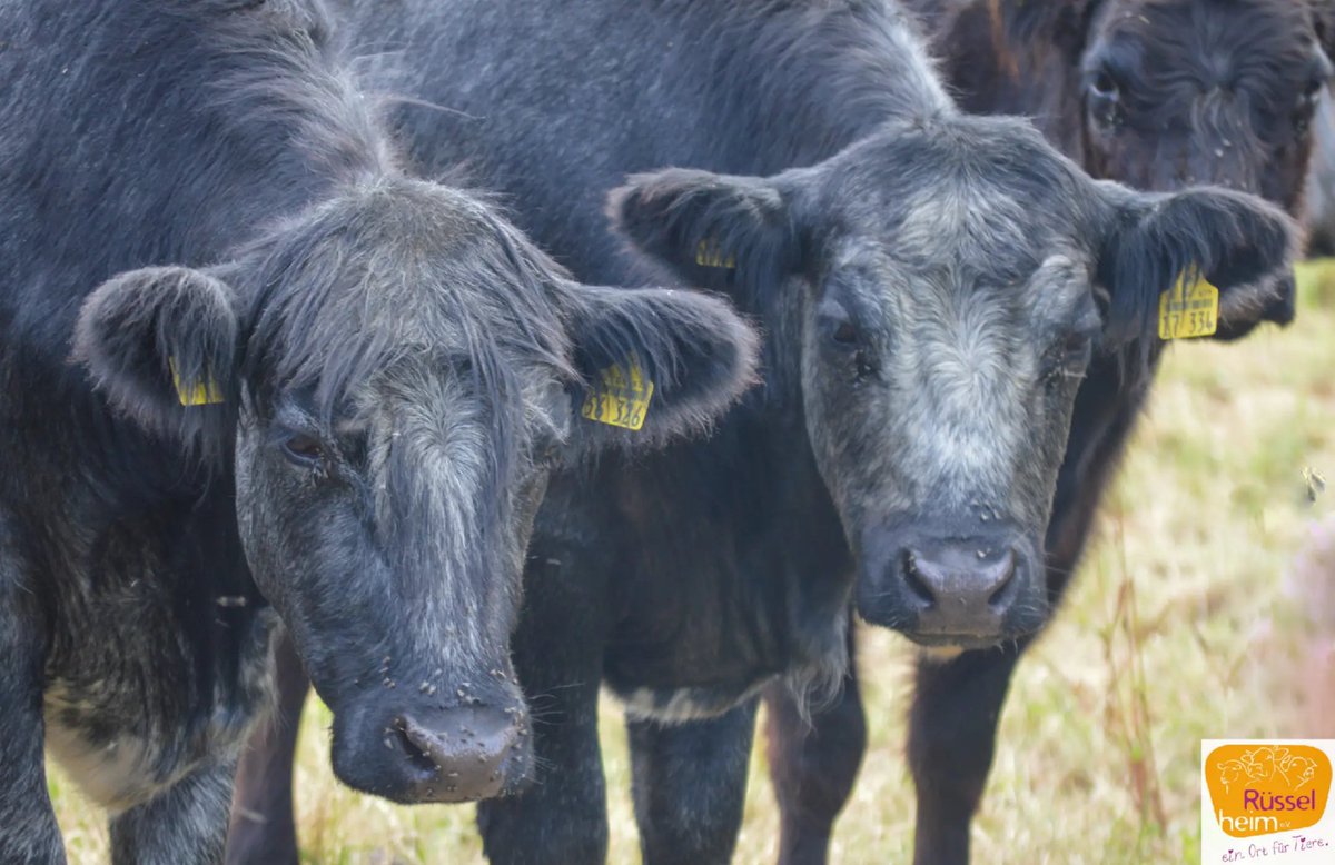 Die Halbgeschwister Tobi und Freddy hängen ständig miteinander rum und sind beide sehr aufgeschlossen und neugierig. Sie hatten beide das Glück, bei uns geboren zu sein.🙂
Tobi fehlen 130€ monatlich, sein Halbbruder Freddy ist vollständig versorgt.
ruesselheim.com/patenschaft