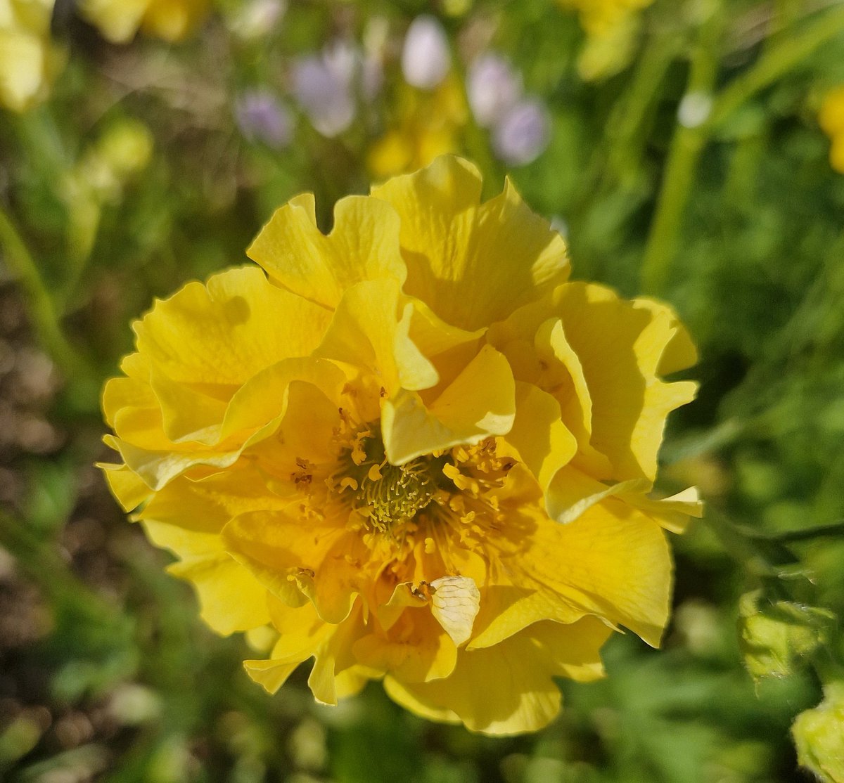#Nature is our saviour in this hyperconnected world '
#Glorious ' Geum ' for 
#SundayYellow 
#sundayvibes 
#NatureBeauty #Grateful