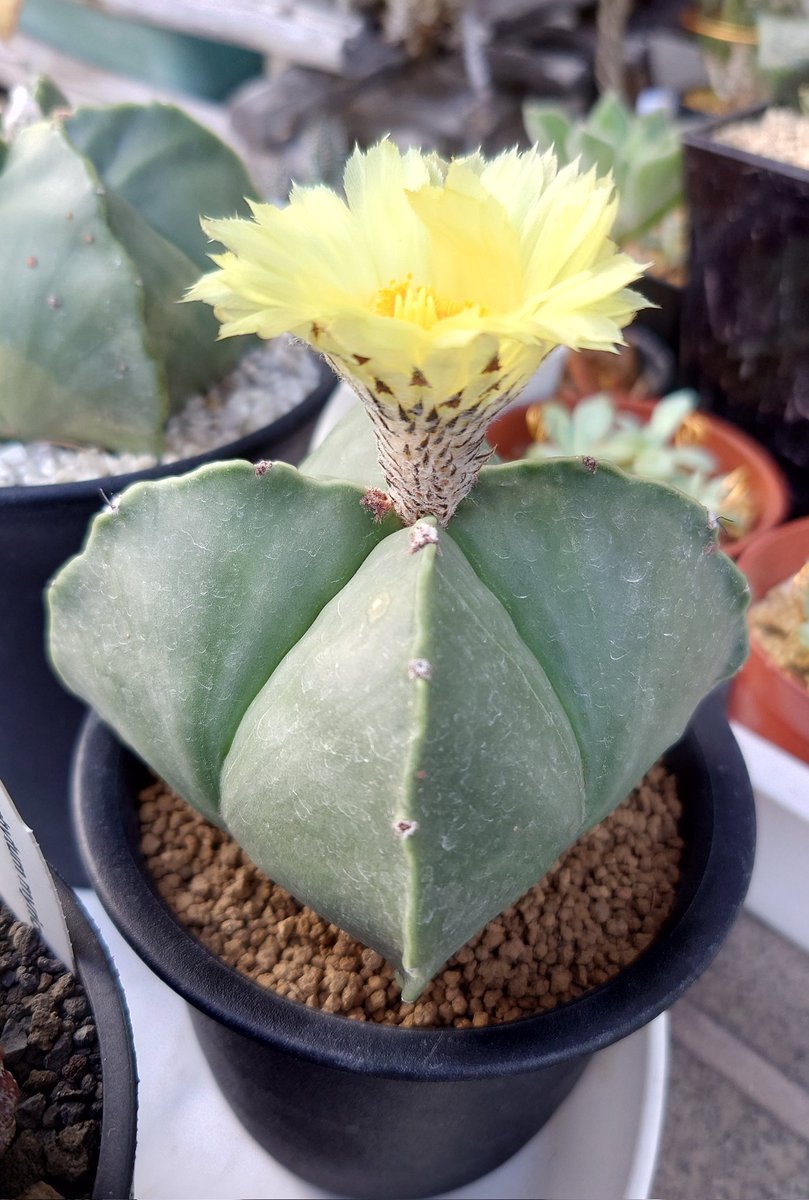 アストロフィツム　
四角ランポー玉🌵

先程
他の植物達に
潅水していて
ふと目線を🌵に

黄色の大きな花が開花🌻

初めて育てる植物は
どんな花が咲くか
楽しみであり
いつも新鮮で良いものですよね～😊

他の🌵みたいに
夜になると花が閉じるのかなぁ
仕事終わりに要チェック🤓