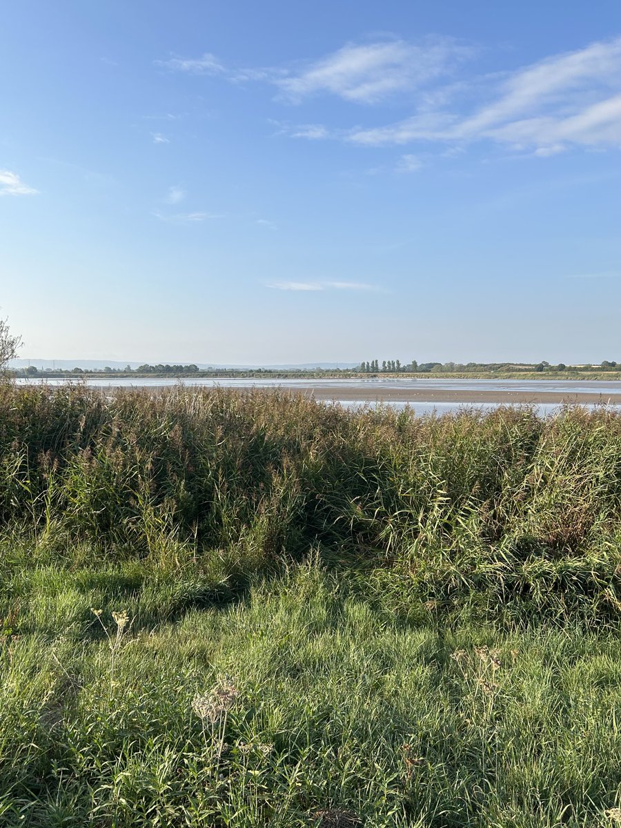 katespatch's tweet image. Change of walk for Trouble&amp;amp; me this morning! Up to the river bank! No Geese! He’s ploughed the fields!🙄#riversevern