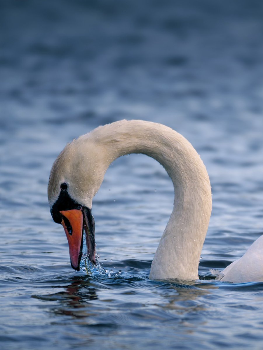 monkbonk's tweet image. Hello my friends… that was a busy time and I focused a bit on my Ig more than on X but i think that was waste of time 😛🫣 have a #Swantastic day because it’s #Swanday