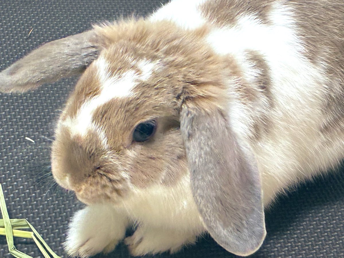 「撫でてくれるまで動かないもん！」