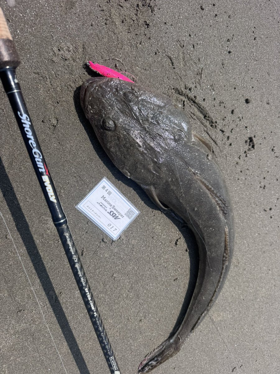 fuji_palms_806's tweet photo. 今日は下げ止まりからの上げを狙っての釣行！
ギグ100レベルフォールのヒラメマットピンクを引いてくると食い上げヒット！
動画撮ってたけど難しい💦
設定してない日付け入ってるし😭
音も行方不明💦
うまく撮れるよう精進します🌴

 #PALMS
 #palmsfishing
 #PR
 #ギグレベルフォール
 #mscup4 https://t.co/5Y1YJxvu1R