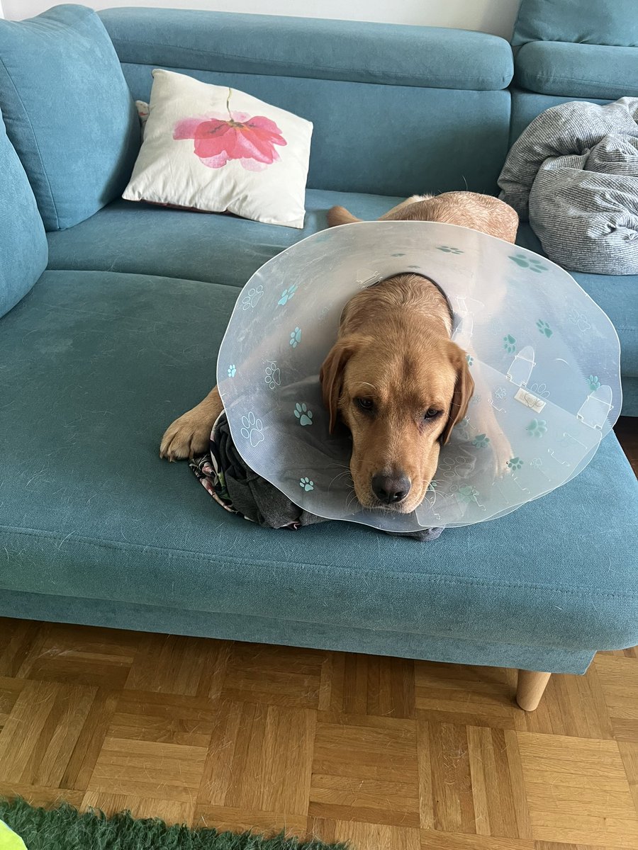 Adam: Gehen wir jetzt bitte bitte endlich zum Gassi?
Schneehuhn: Nur, wenn Du von meinen Klamotten runter gehst. 
Adam: aber die sind so flauschig und riechen so toll nach Dir. 
😅

🦮🦮💚💚
#DieSchneehunde