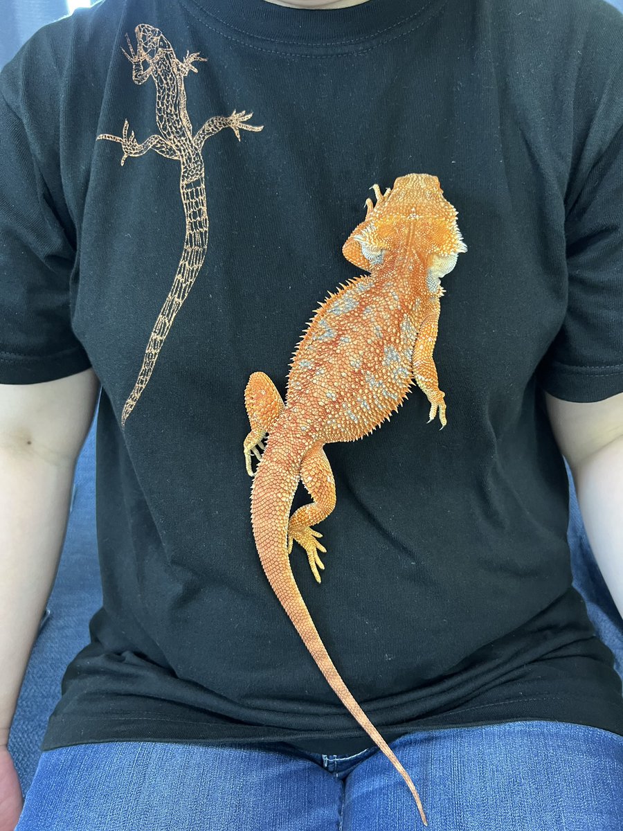 お迎えありがとうございます😊🏠🦎

【SOLD OUT】
スーパーレッドブルーバー
ヤングアダルト♂

新しい家族のもとで、沢山可愛がってもらってね☺️

#フトアゴヒゲトカゲ
#中野区爬虫類