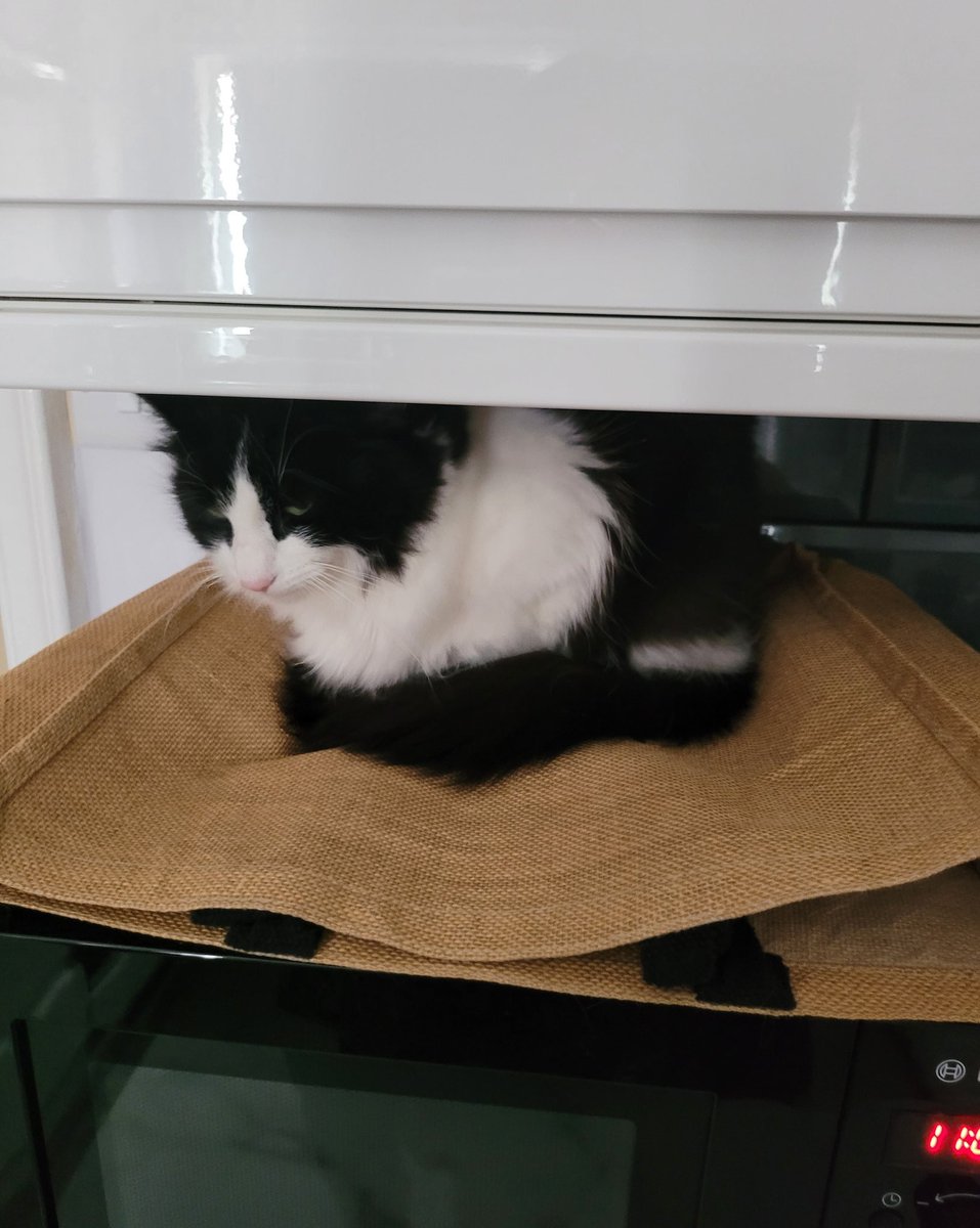 Good Meowning Team #Hedgewatch 

This was yesterday's edition of #NoCatsInTheKitchen featuring both MikeRowave and RecyclingBag 😻 

Mummy's been a bit more useful to cats today but is still fooming about missing her holiday 😢 she is sending us to #Nipfest25 today 😽 

☄️Luna☄️