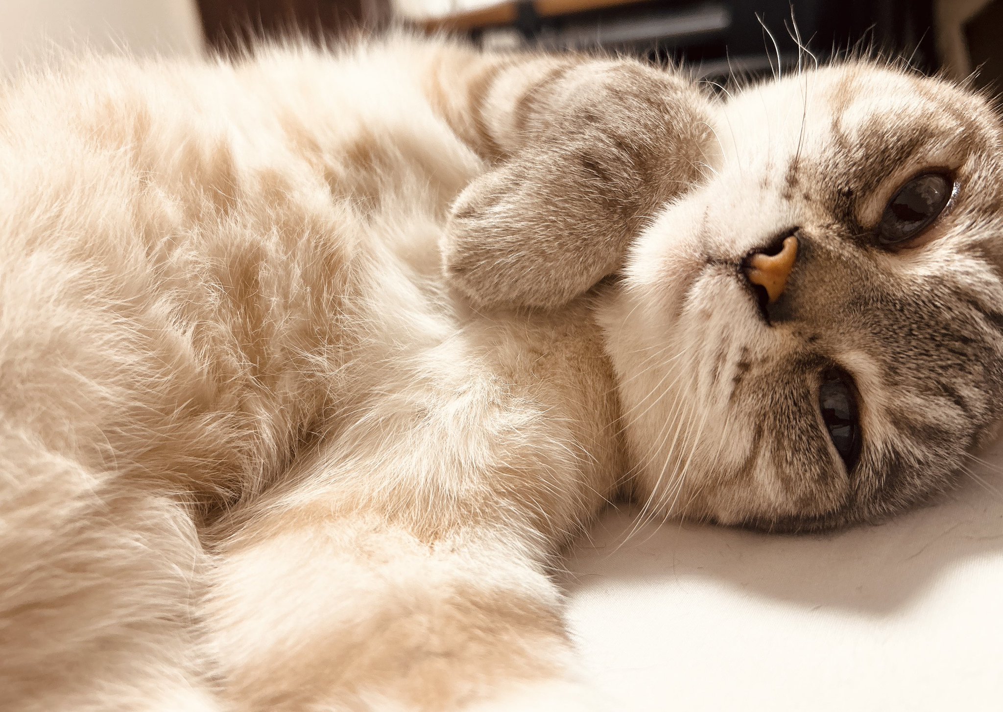 ねこ 000000000409_1GA4bRq.jpg