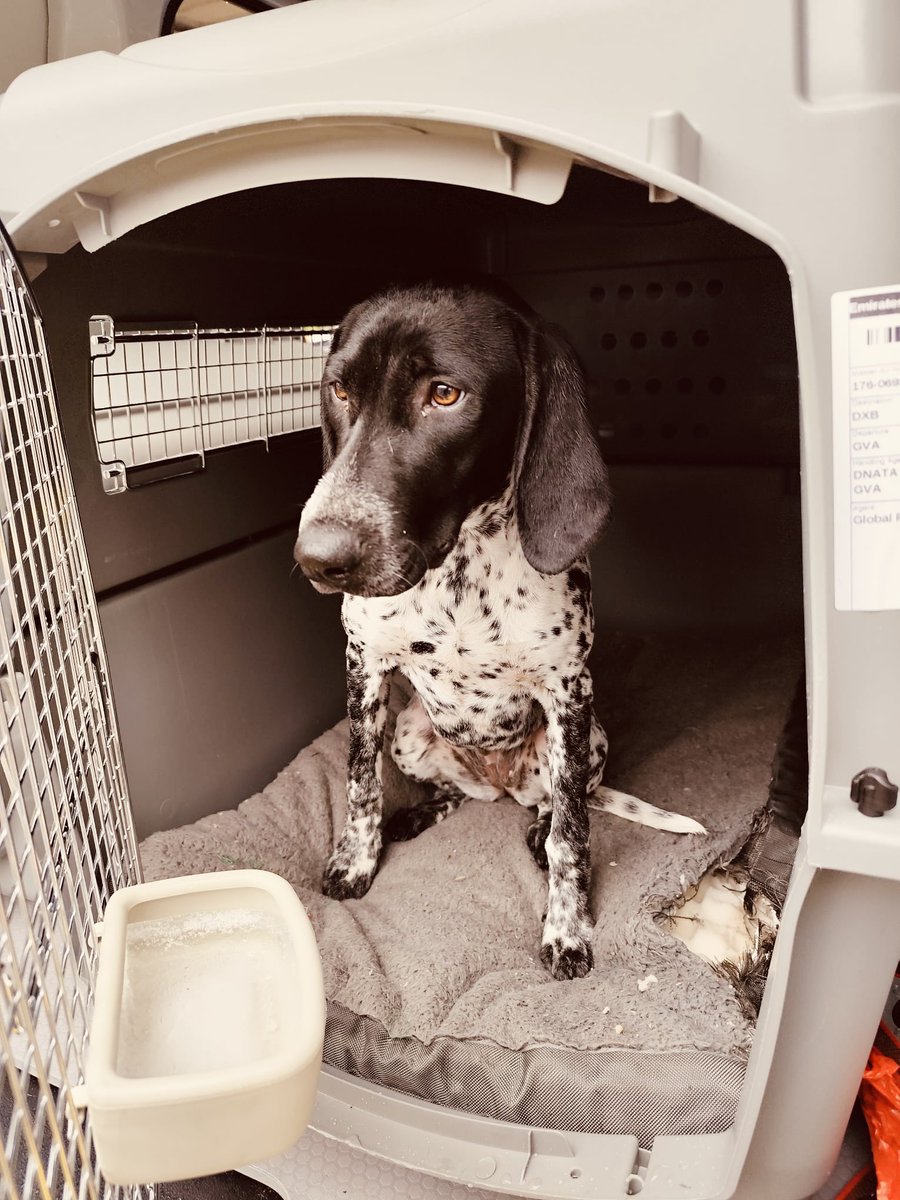 MoverPet's tweet image. 🌍✈️ Big adventure for Florencia! 🐾🤎
This beautiful German Pointer flew all the way from Geneva to Dubai with Emirates traveling in comfort and style. 🤎🐶

We wish her the happiest new life in the UAE! 🇨🇭🤎🇦🇪

#PetTravel #PetRelocation #GermanPointer #DubaiDogs #FlyingPets…