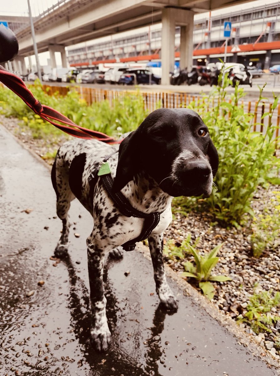 MoverPet's tweet image. 🌍✈️ Big adventure for Florencia! 🐾🤎
This beautiful German Pointer flew all the way from Geneva to Dubai with Emirates traveling in comfort and style. 🤎🐶

We wish her the happiest new life in the UAE! 🇨🇭🤎🇦🇪

#PetTravel #PetRelocation #GermanPointer #DubaiDogs #FlyingPets…