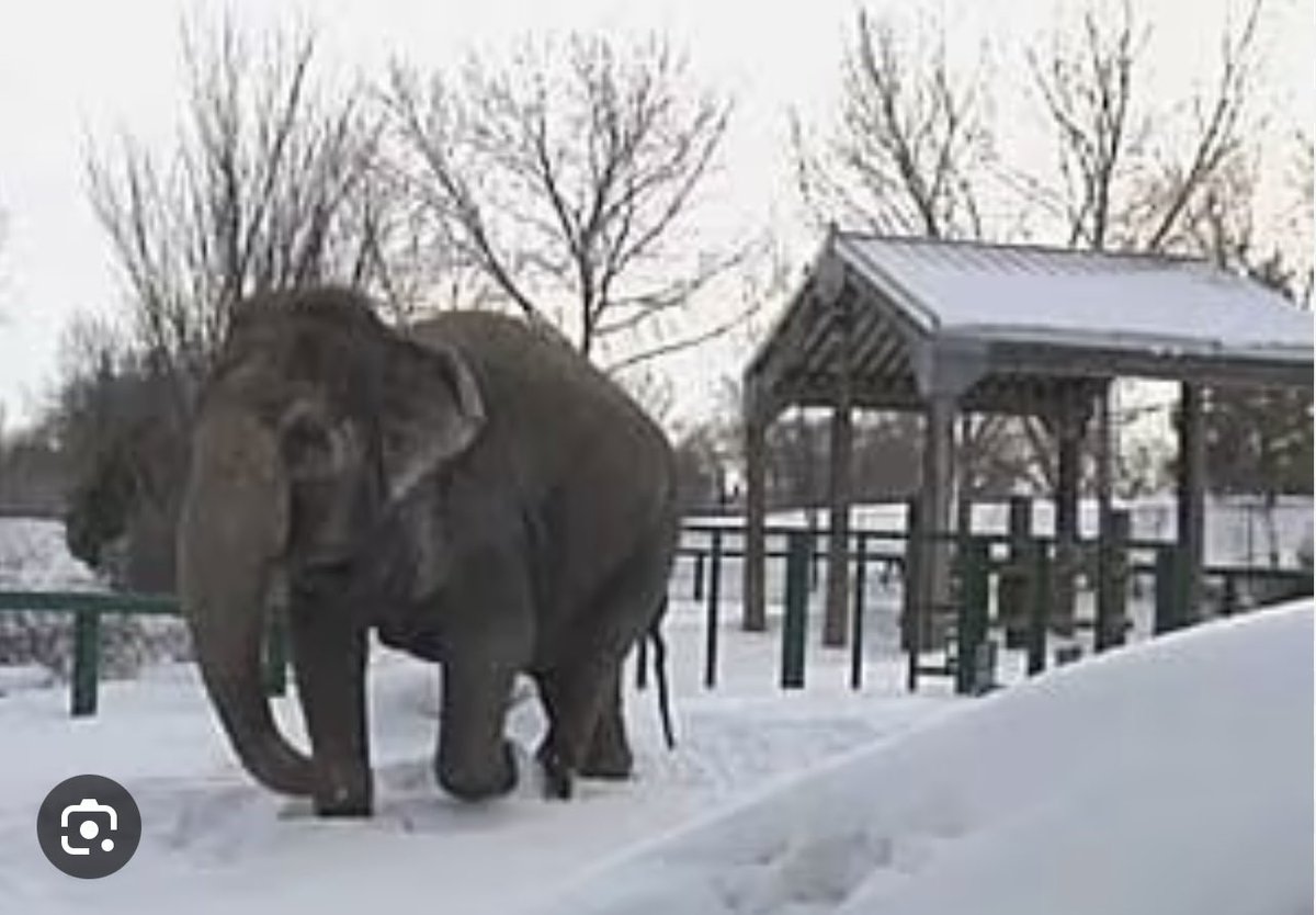 #T4Animals 🐘🦁🦒🐅🦊🦔🐻 (@cosmicbrigade) on Twitter photo #SundayThoughts
This level of cruelty inflicted on #Lucy by #Edmontons establishment isn't just neglect, it raises serious questions about whether 🇨🇦captive animal laws are fit for purpose.
<a href="/MarkJCarney/">Mark Carney</a> 🙏have your new Government look into what is going on in #Edmonton re #Lucy #SundayThoughts
This level of cruelty inflicted on #Lucy by #Edmontons establishment isn't just neglect, it raises serious questions about whether 🇨🇦captive animal laws are fit for purpose.
<a href="/MarkJCarney/">Mark Carney</a> 🙏have your new Government look into what is going on in #Edmonton re #Lucy
